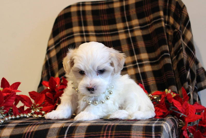 puppy, for, sale, Malshi Poo, Matthew B. Stoltzfus, dog, breeder, Gap, PA, dog-breeder, puppy-for-sale, forsale, nearby, find, puppyfind, locator, puppylocator, aca